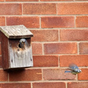 Nest Box Action 07 photo