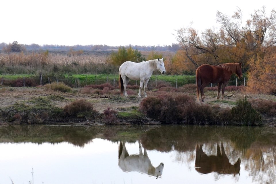 Camargue, France January 2017 1180