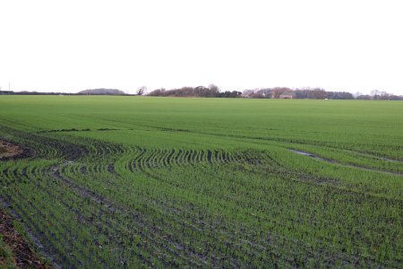 January Cover Crops