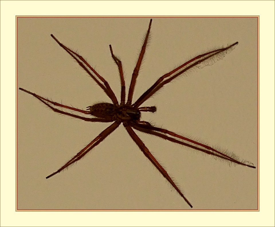 Spider