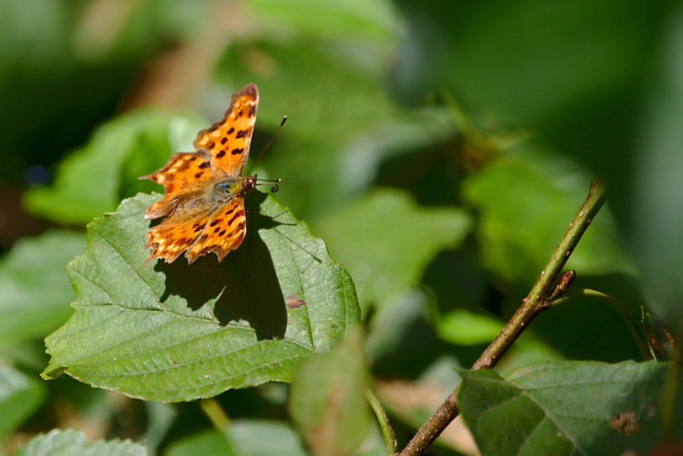 Papillon