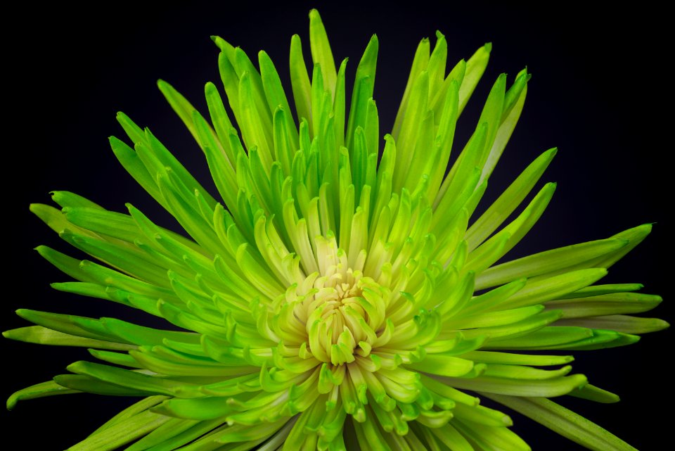 Green Spider Chrysanthemum
