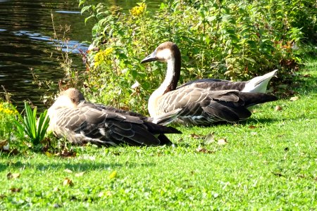 Swan Geese, Anser cygnoides photo
