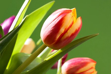 Macro nature flowers photo