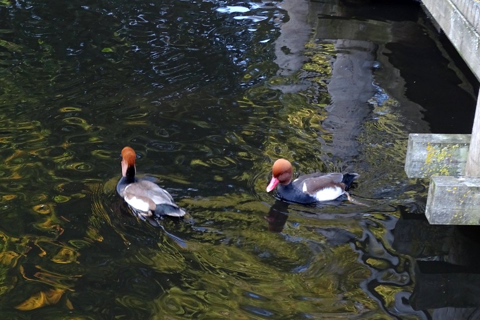 Red Crested Pochard