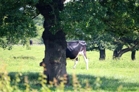 Bit of Cow photo