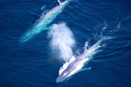 CINMS blue whales photo