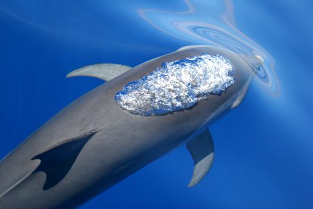 HIHWNMS - Dolphin