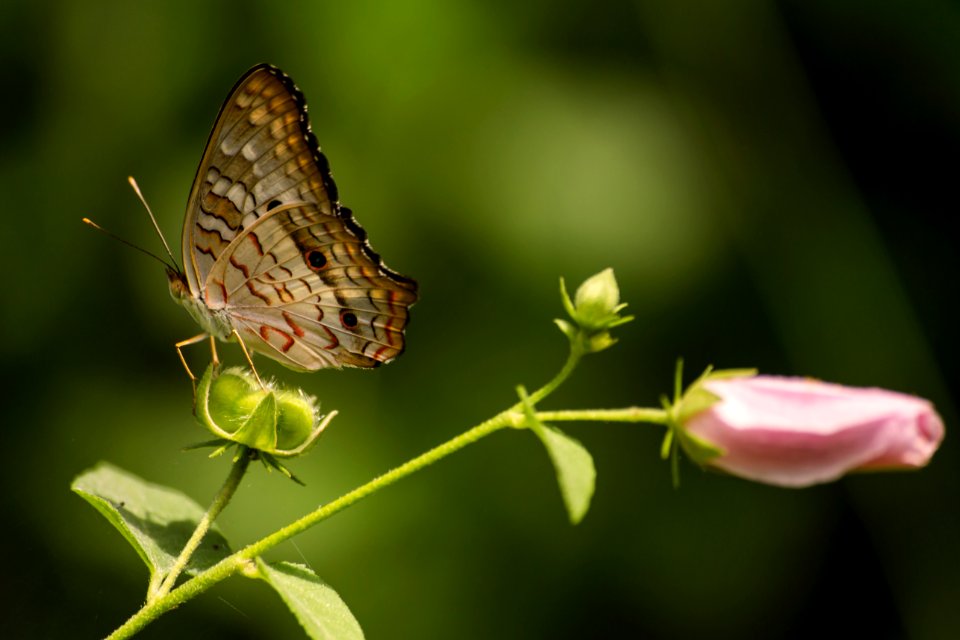 Fragile Creatures