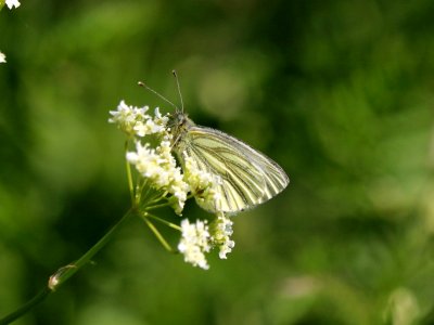 Green-veined White