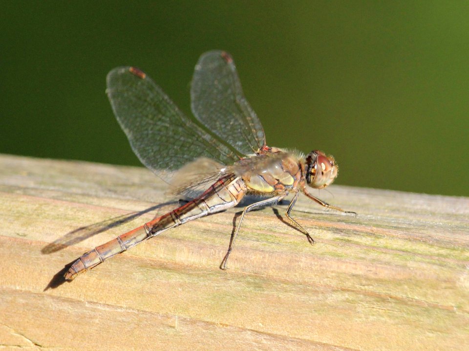 Dragonfly 03