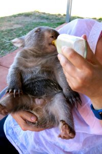 Hand feeding baby wombat photo