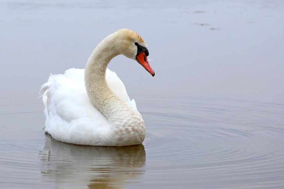 Lonely white swan of Hastings Lake, IL