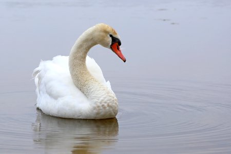 Lonely white swan of Hastings Lake, IL photo
