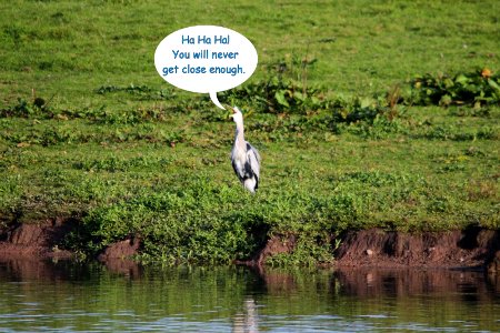 Laughing Heron