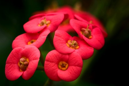 Euphorbia Milii Flower photo