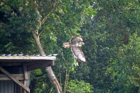 Buzzard Takes Off