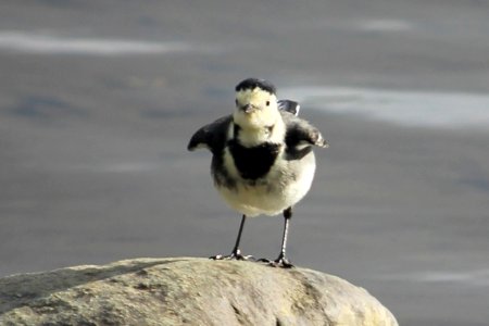 I wish I could fly...