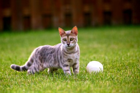 Blue bengal kitten: taste of freedom - 4