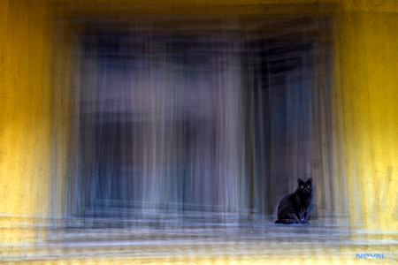 Window and cat