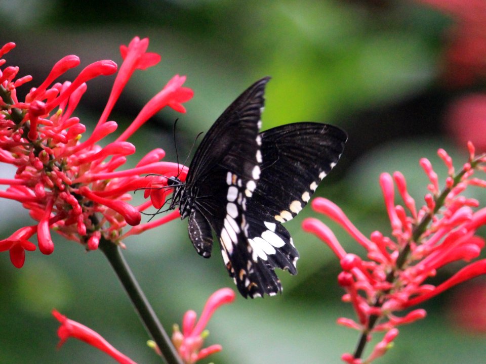 Butterfly House photo