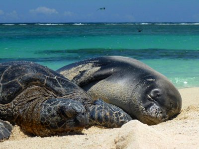 PMNM - Green Sea Turtle And Monk Seal