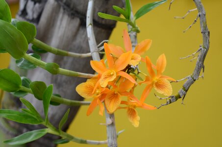 Nature garden plant