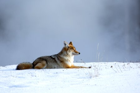 Coyote near Biscuit Basin