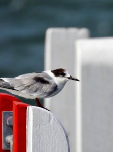 Tern at the Gippsland Lakes