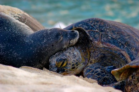 PMNM - Green turtle and Monk Seal photo