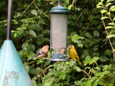 Greenfinch and Cousin photo