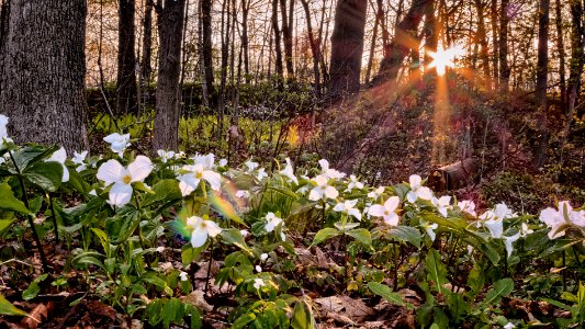 Trilliums at sunset, Jack Darling Park, Mississauga