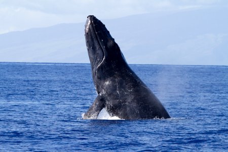 HIHWNMS breaching humpback whale photo