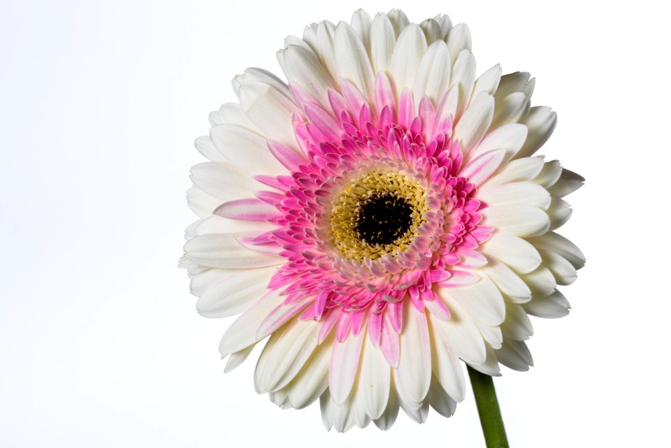 Gerbera Daisy