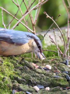 Nuthatch with a beak full. photo