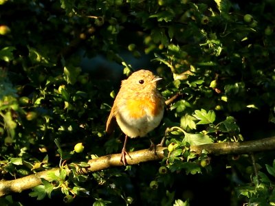 Baby Robin photo