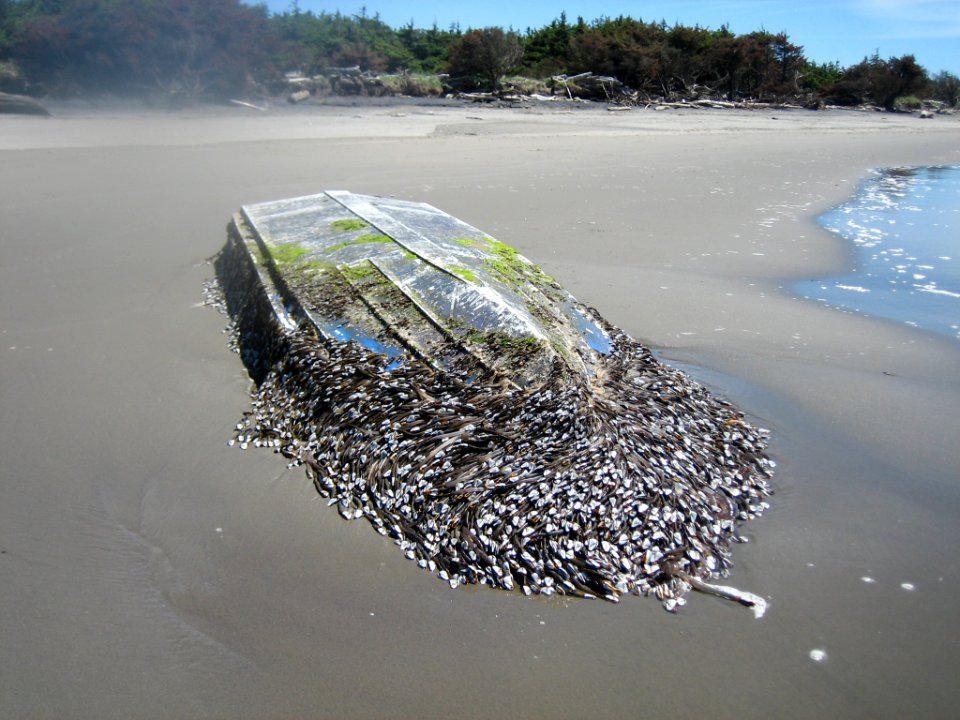 Colonized Boat at Cape Disappointment