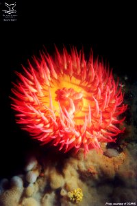 OCNMS - Fish Eating Anemone