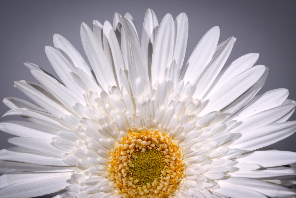 White Gerbera Daisy
