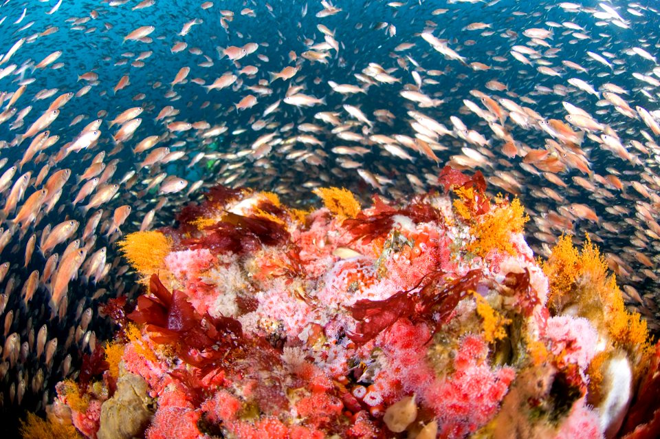 CBNMS - vibrant reef