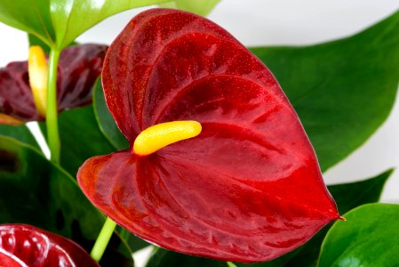 Anthurium