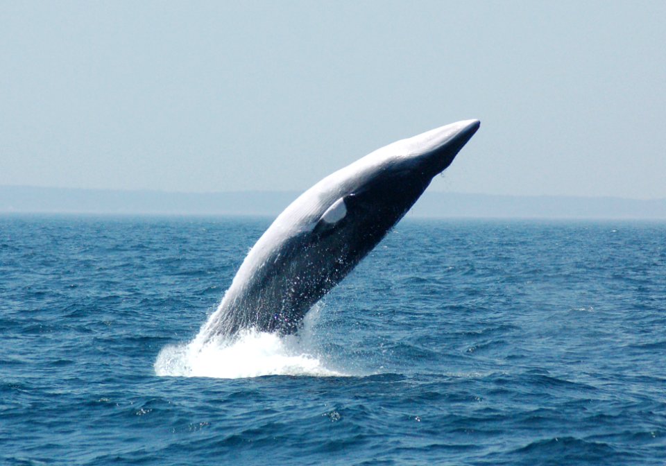 SBNMS - Minke Whale - Breach