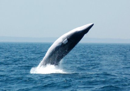 SBNMS - Minke Whale - Breach