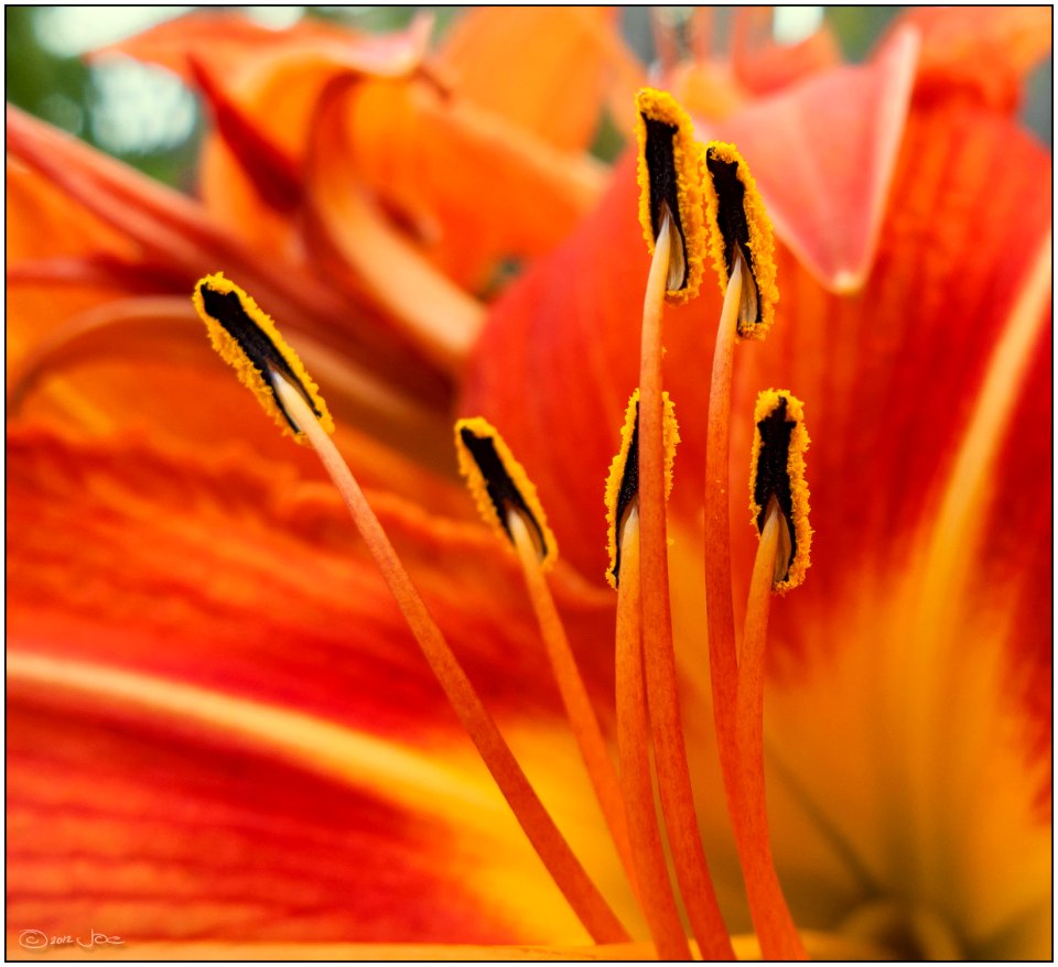 Daylily Stamen photo