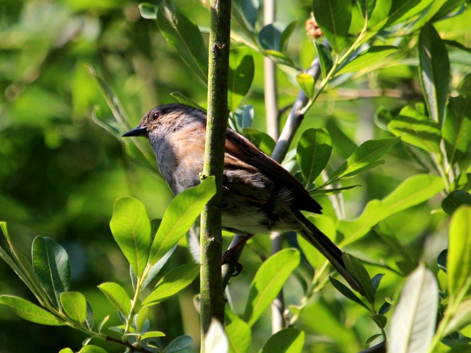 Prunella modularis