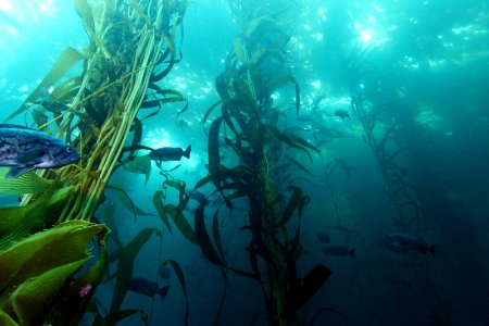 MBNMS - kelp forest photo