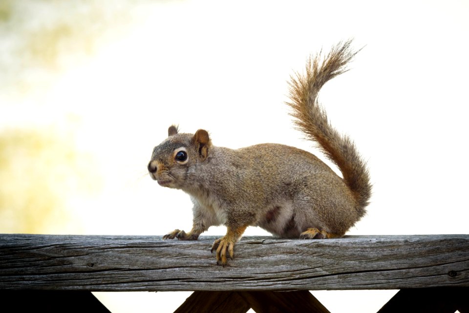Eastern Grey Squirrel