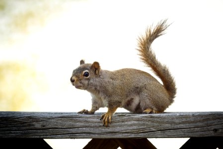 Eastern Grey Squirrel