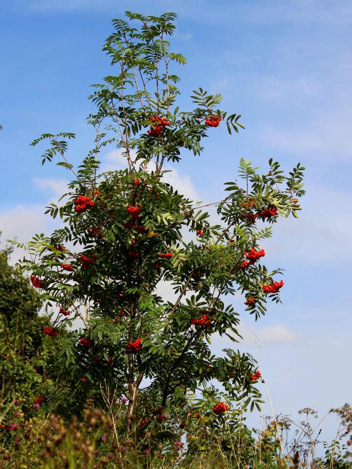 Red Berry Tree