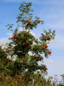 Red Berry Tree photo